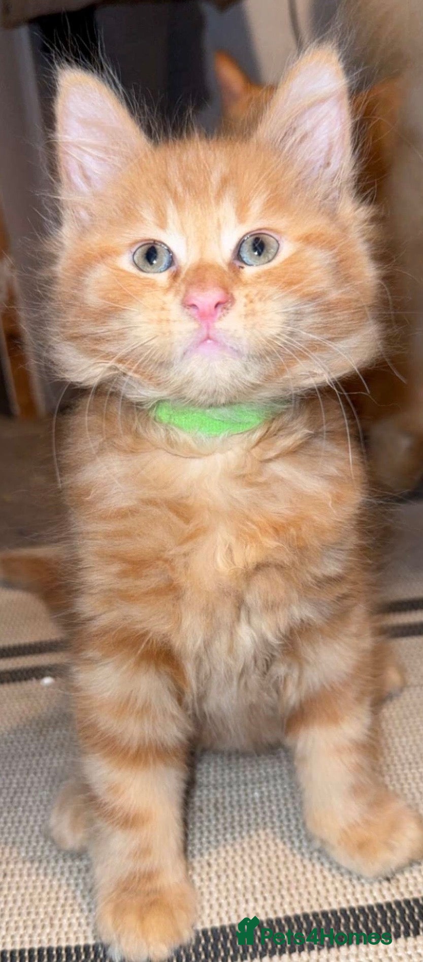 Maine Coon cats Maincoon kittens  - Advert 4