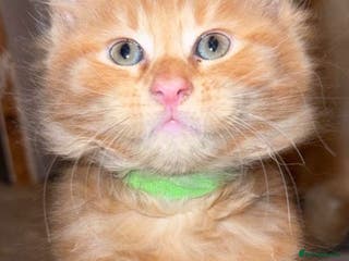 Maine Coon cats Maincoon kittens - Advert 12