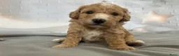 Toy Poodle dogs for sale: Outstanding KC Toy Poodles - READY NOW - Advert 10