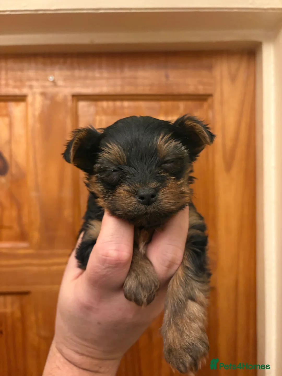 Shorkie dogs for sale: Yorkie shih tzu puppies  - Advert 8