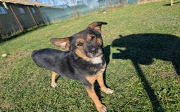 Mixed Breed dogs for adoption: Bumble for adoption - Advert 13