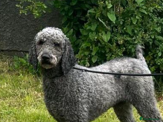 Standard Poodle dogs KC REG STANDARD POODLES - Advert 1