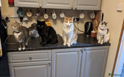 Mixed Breed cats for sale: Loving Home for a black fluffy cat - Image 8