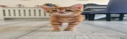 Mixed Breed cats for sale: 4 adorable kittens  - Advert 16
