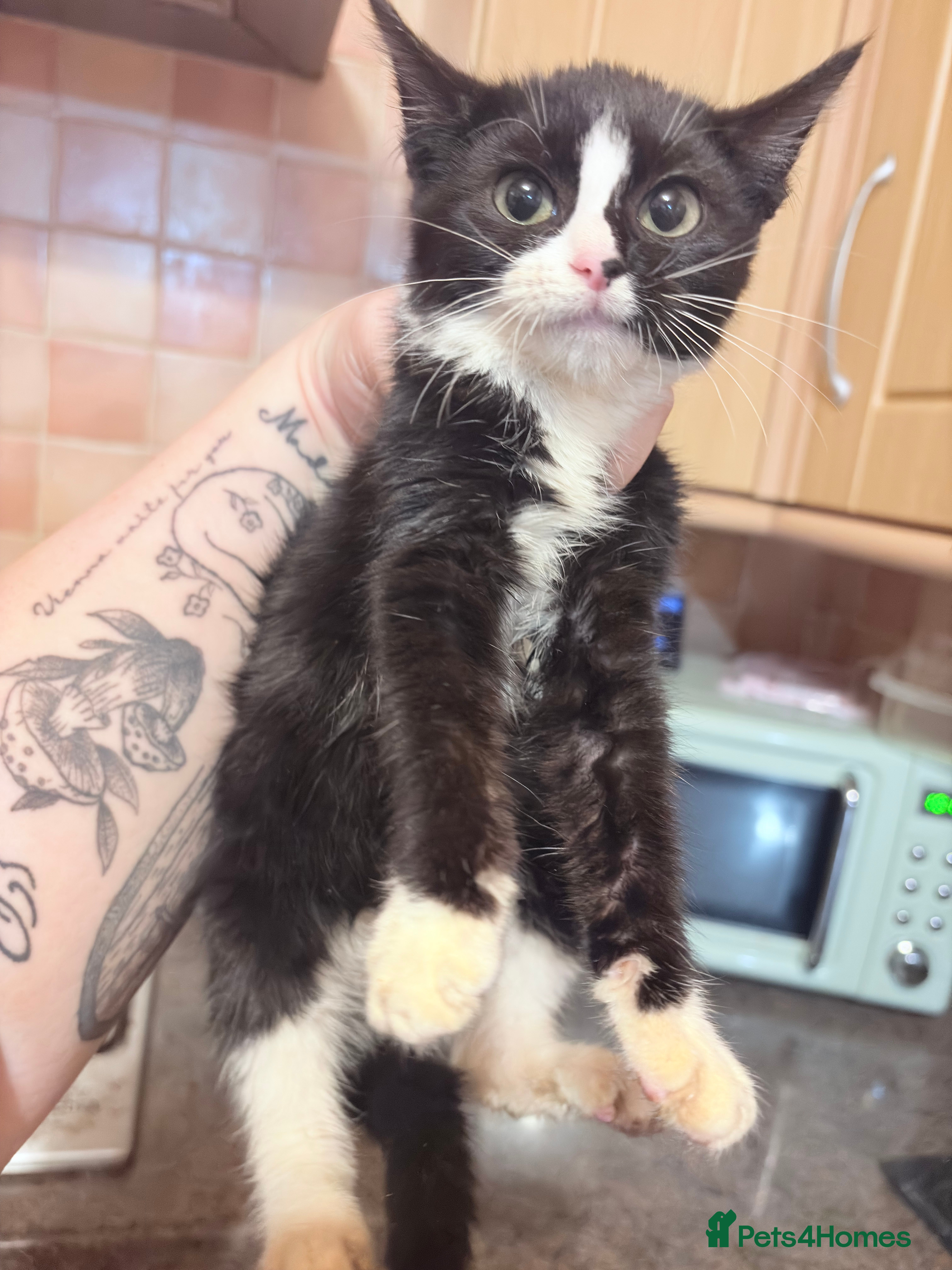 Mixed Breed cats Kittens ready for loving homes  - Advert 13