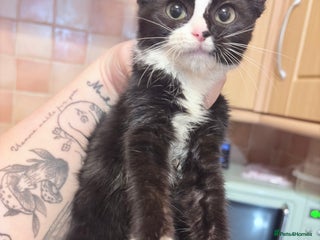 Mixed Breed cats Kittens ready for loving homes - Advert 14