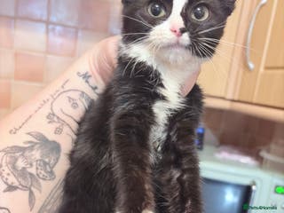 Mixed Breed cats Kittens ready for loving homes - Advert 18