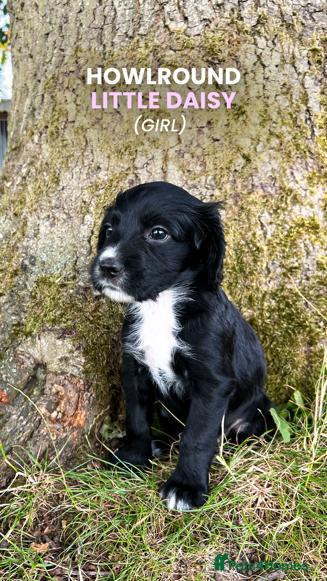 Cocker Spaniel dogs for sale: Cocker Spaniel male left KC Registered Docked  - Image 6