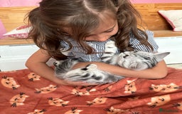 British Shorthair cats for sale: Silver Tabby BSH GCCF registered Kittens - Image 2