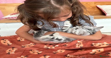 British Shorthair cats - Advert 9