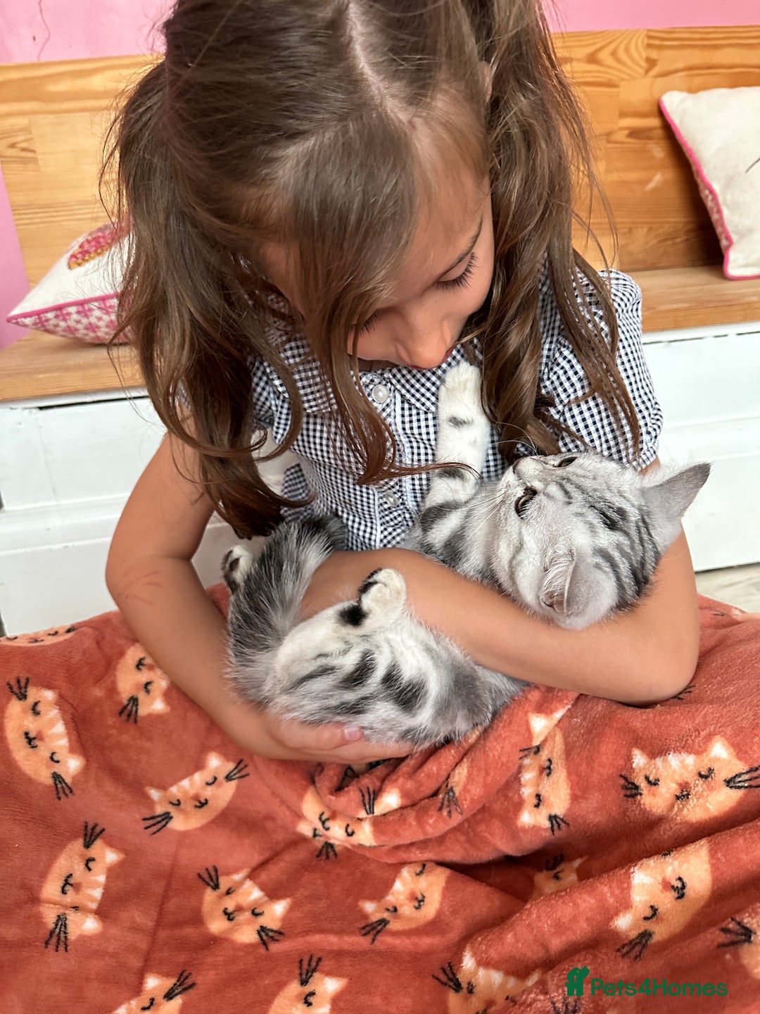 British Shorthair cats for sale: Silver Tabby BSH GCCF registered Kittens - Image 2