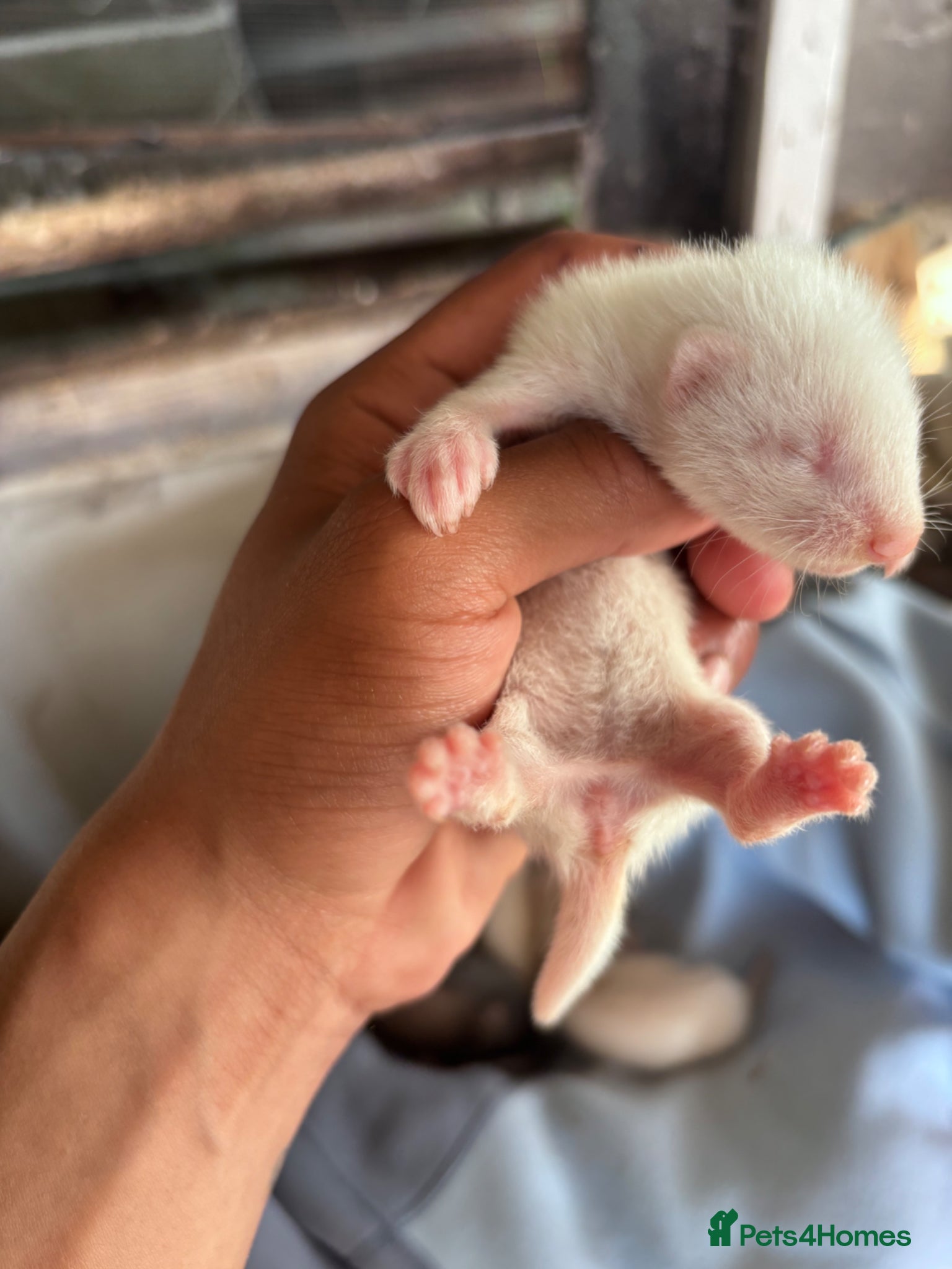 Ferret rodents for sale: Ferret kits hobs&jills  in Middlesbrough - Advert 4
