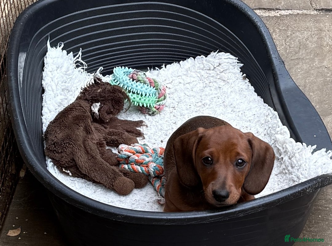 Miniature Dachshund dogs for sale: Miniature Smooth Boys from ivdd scored parents - Image 4