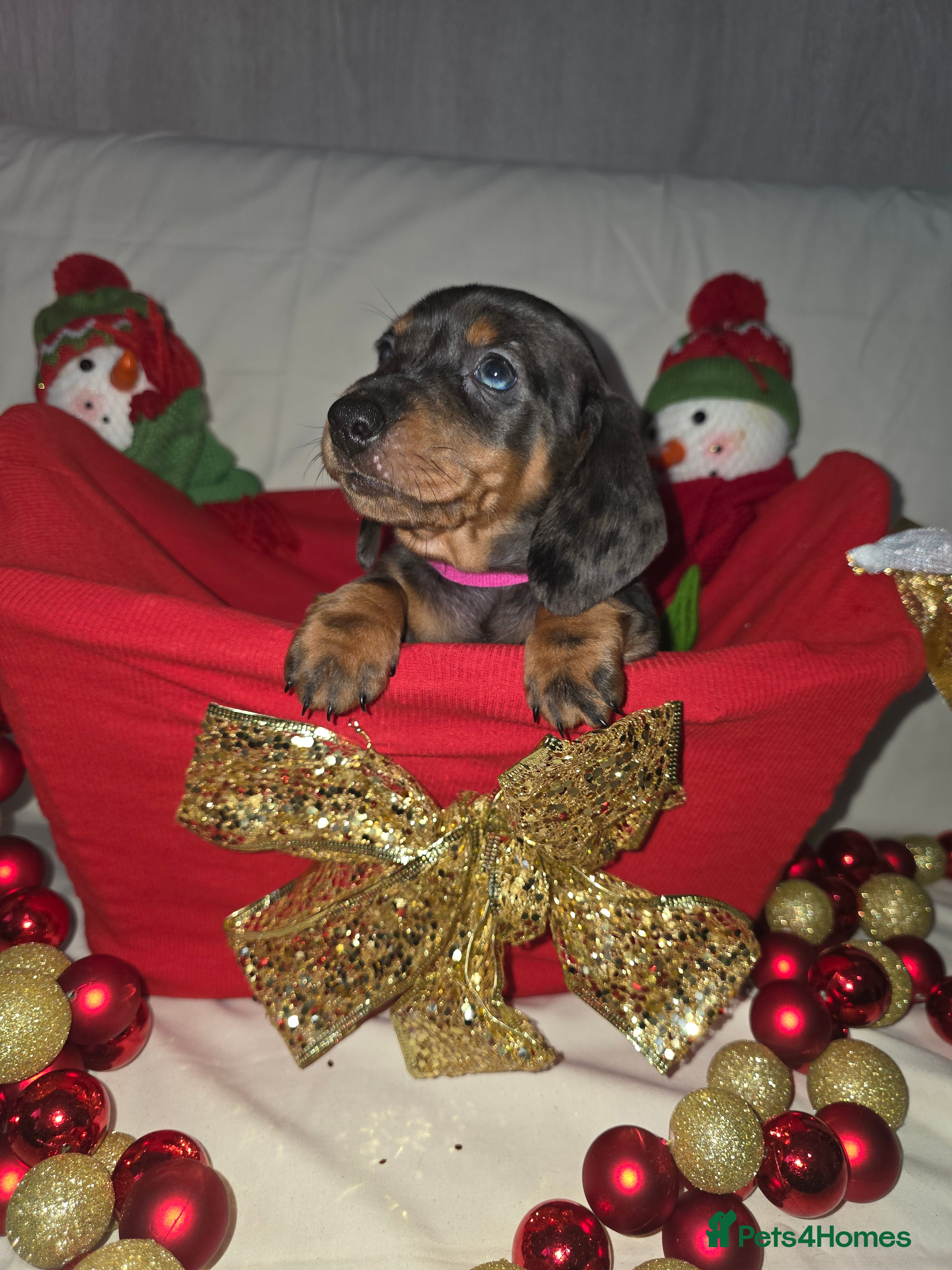 Miniature Dachshund dogs Miniature dachshund  - Advert 4