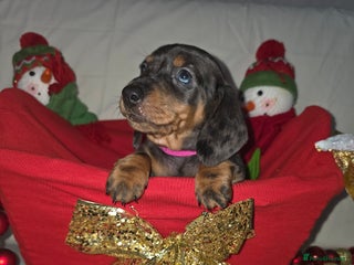 Miniature Dachshund dogs Miniature dachshund - Advert 13