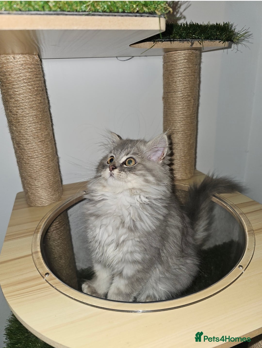 British Longhair cats for sale: British longhair mix fluffy kittens  - Advert 13