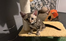 Bengal cats for sale: STUNNING TICA reg Bengal kittens ready to reserve - Image 31