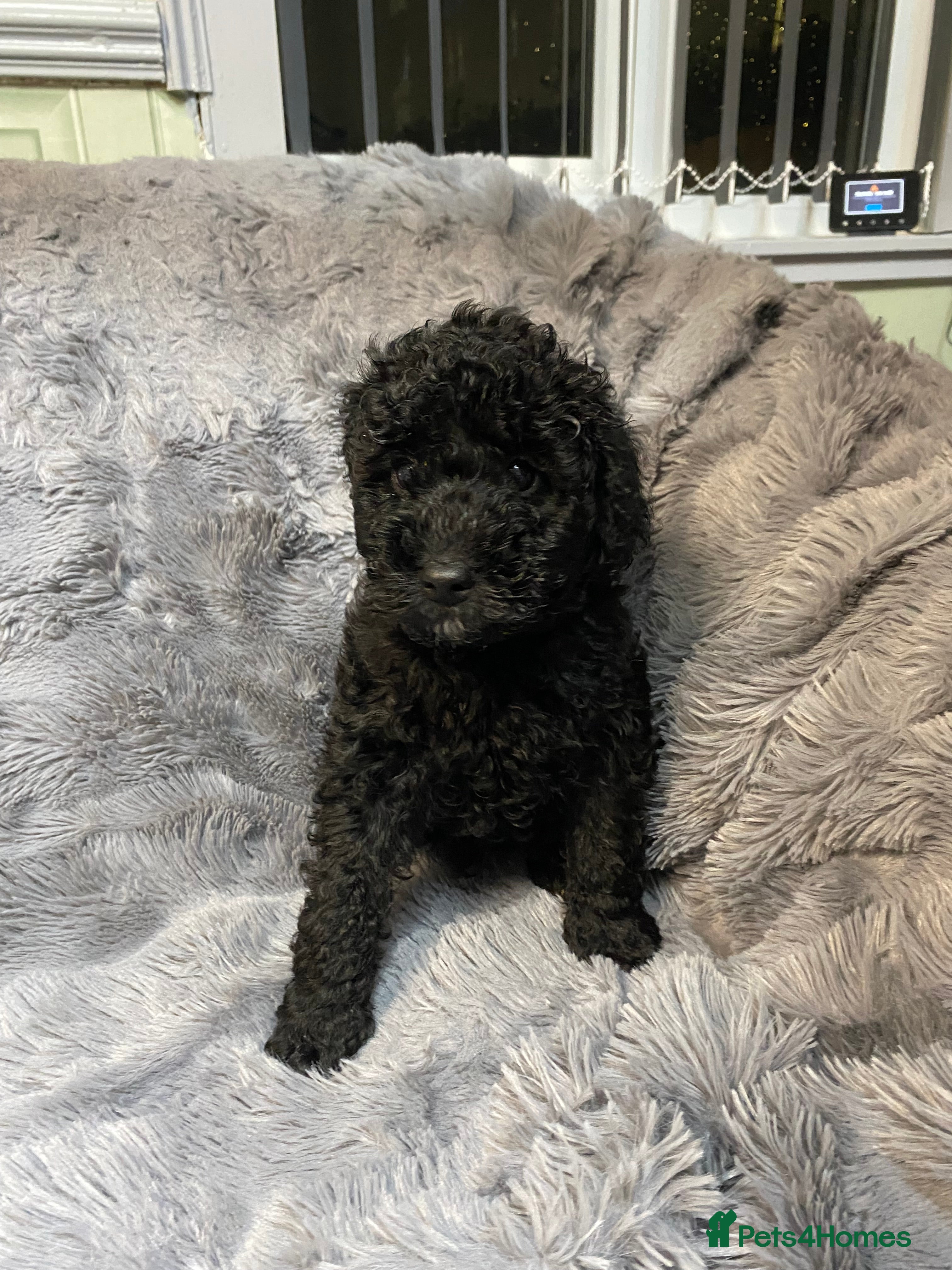 Toy Poodle dogs Last 2 Black Boys (Bandit and Banjo) £1000 each - Advert 14