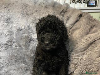 Toy Poodle dogs Last 2 Black Boys (Bandit and Banjo) £1000 each - Advert 14