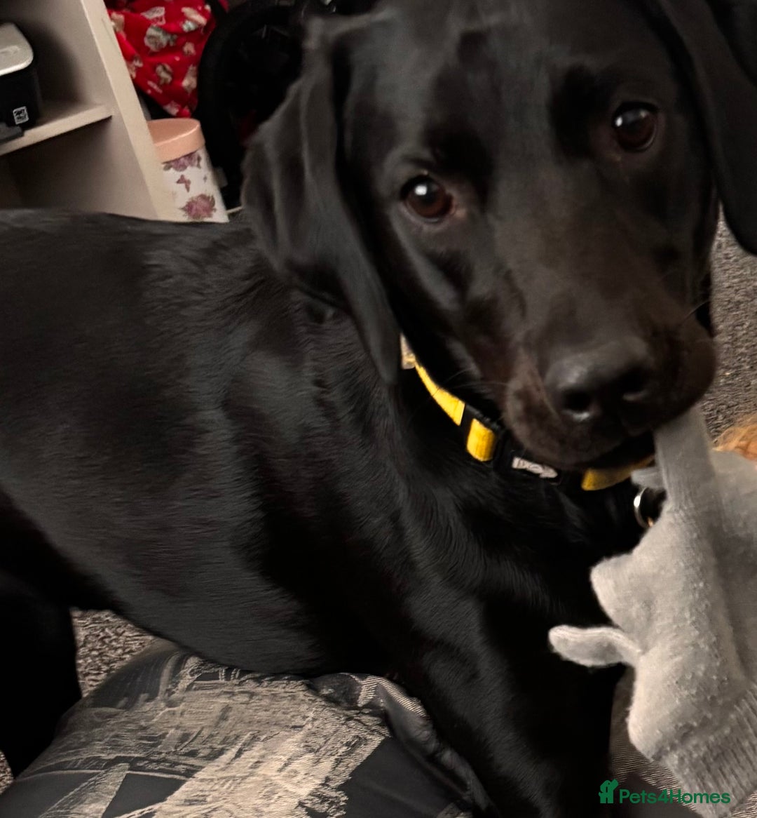 Labrador Retriever dogs for sale: Black Labrador girl  - Image 3