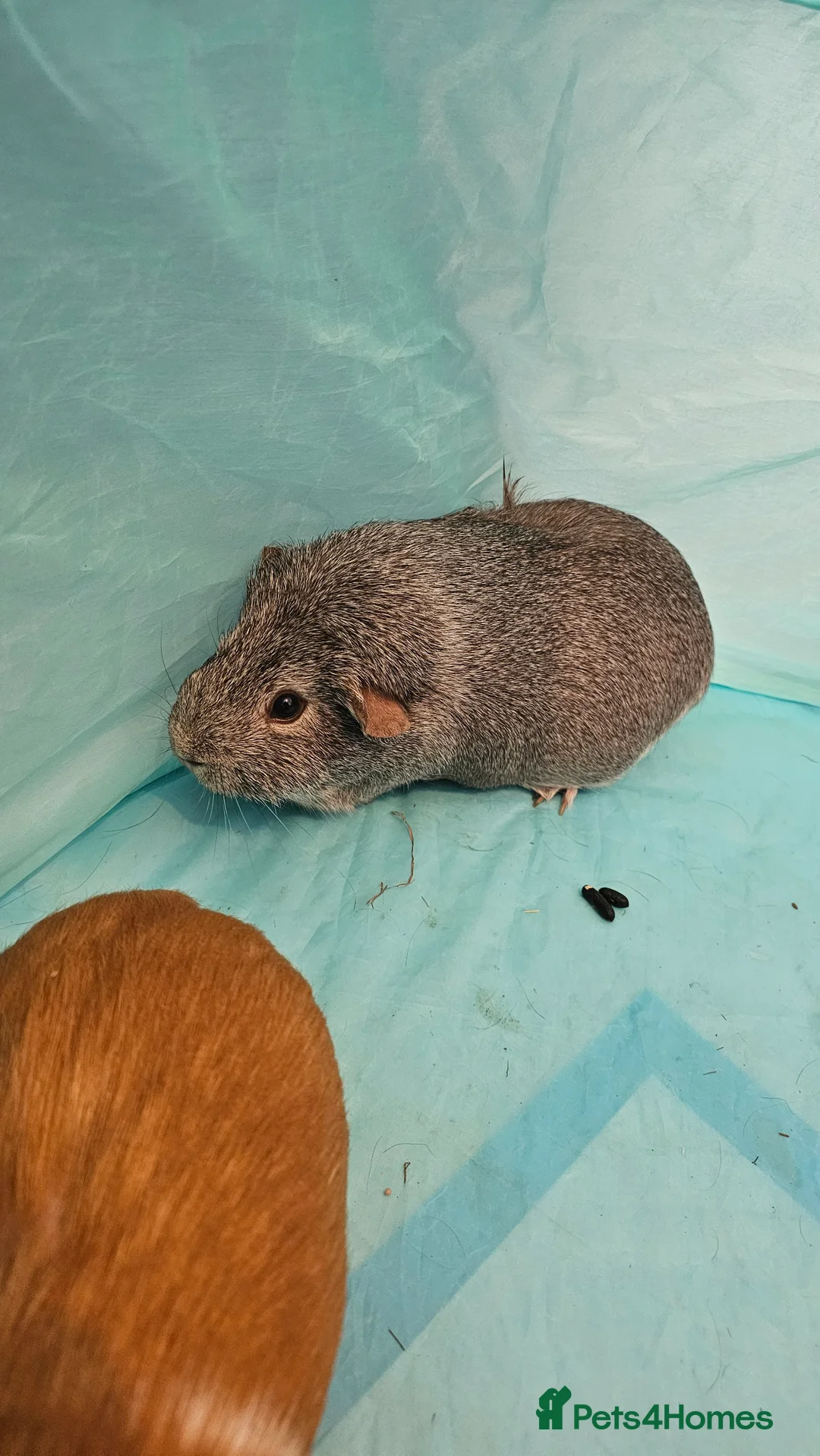 Guinea Pig rodents for sale: 3x female guinea pigs with complete setup  - Advert 4