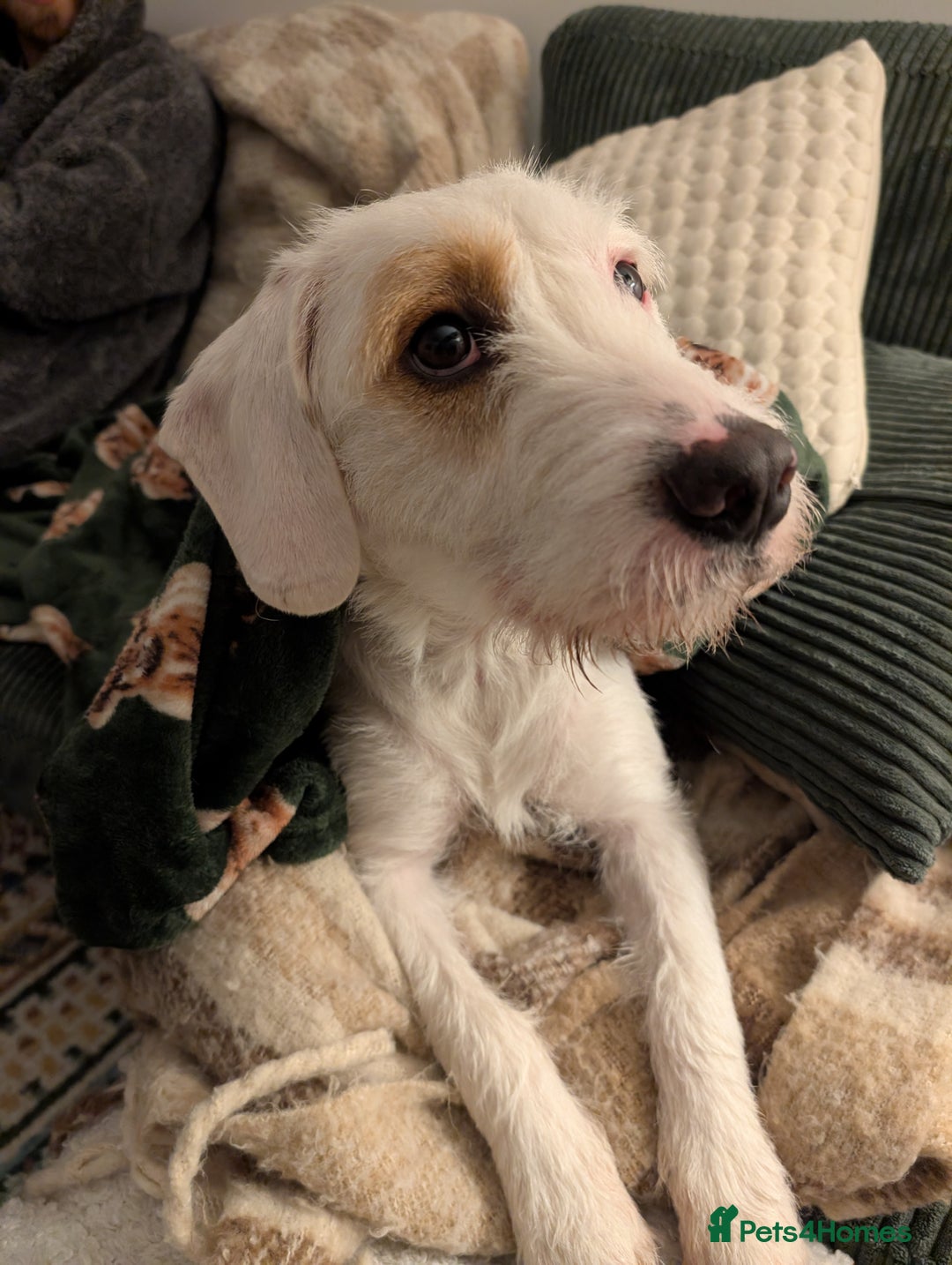 Mixed Breed dogs for sale: Beagle X Terrier to loving home - Advert 3