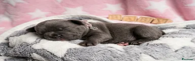 French Bulldog Puppy 5