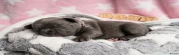 French Bulldog dogs for sale: French bulldog Puppies  - Advert 15