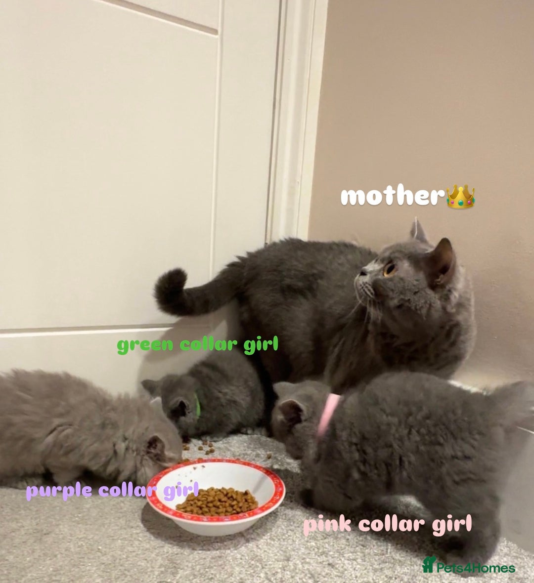 British Shorthair cats for sale: Gorgeous British Shorthairs - Advert 12