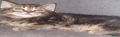British Shorthair Kitten 1