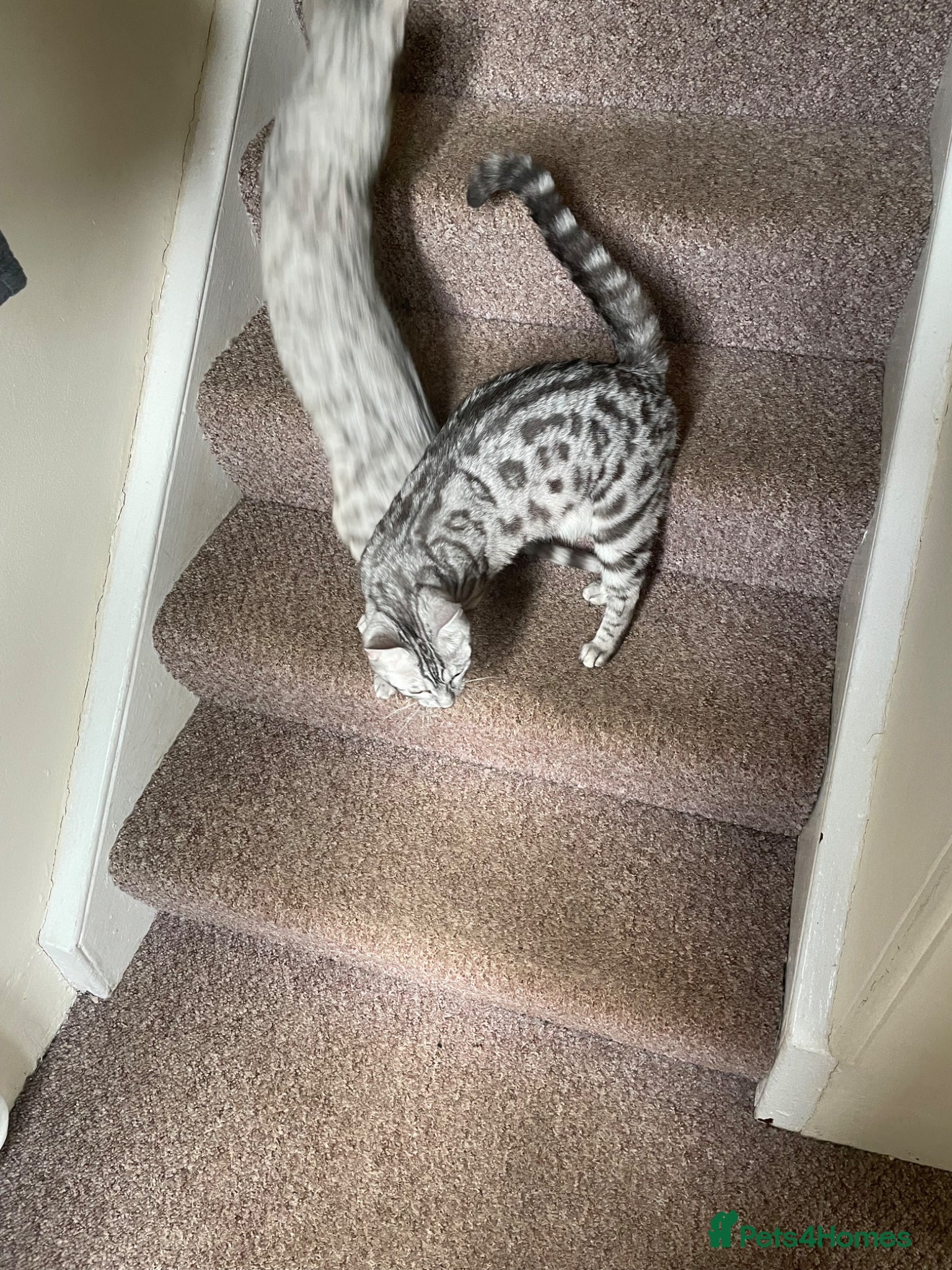Bengal cats Bengal cross  - Advert 1