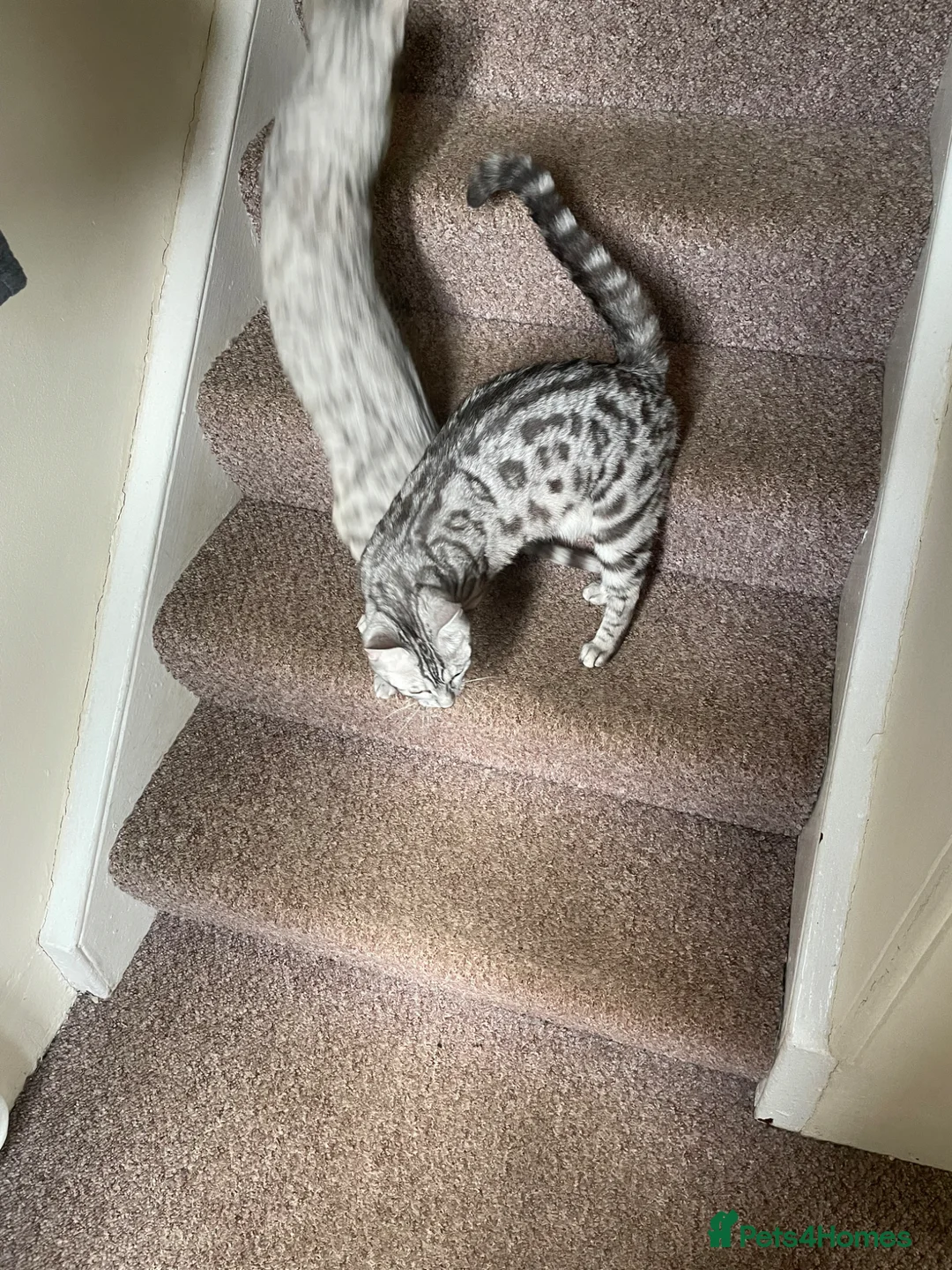 Bengal cats for sale: Bengal cross  - Advert 1