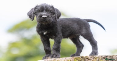 German Wirehaired Pointer dogs - Advert 1
