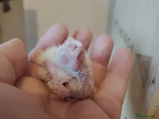 Cockatiels birds baby cockatiels - Advert 17