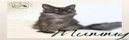 Maine Coon cats for sale: Gorgeous Solid Blue Maine Coon Kitten  - Advert 15