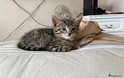 Mixed Breed cats for sale: 2 beautiful babies looking for new homes 💜💙 - Image 6