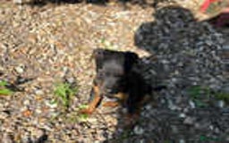 Jack Russell dogs for sale: Adorable Jack Russell Puppies for Sale! - Image 5