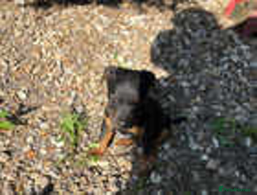 Jack Russell dogs for sale: Adorable Jack Russell Puppies for Sale! - Image 5