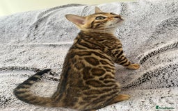 Bengal cats for sale: TICA reg STUNNING BENGAL KiTTENs - Image 7