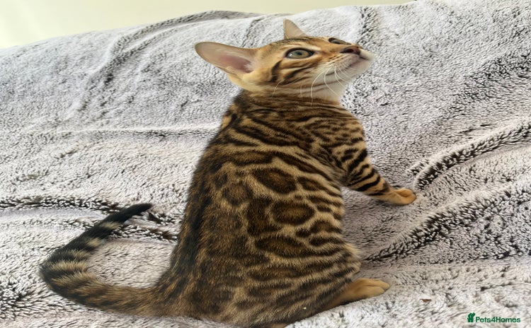 Bengal cats - Advert 5