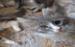 Maine Coon cats for sale: Maine Coon Kittens GCCF - Image 33