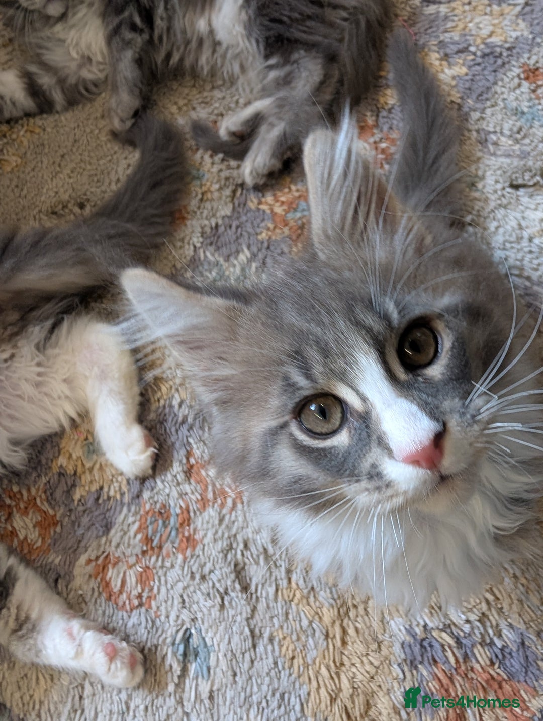 Maine Coon cats for sale: Maine Coon Kittens GCCF - Image 33