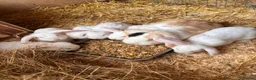 Mini Lop rabbits for sale: 3 white beauty’s for sale NEED TO GO  - Advert 6