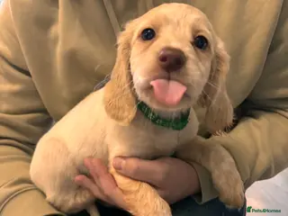 Mixed Breed dogs Brittany x cocker spaniel - Advert 1