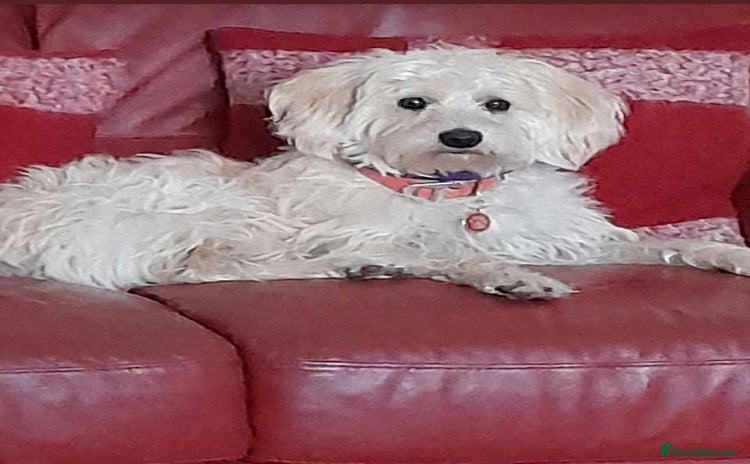 Labradoodle dogs Miniature Labradoodle’s  - Advert 1