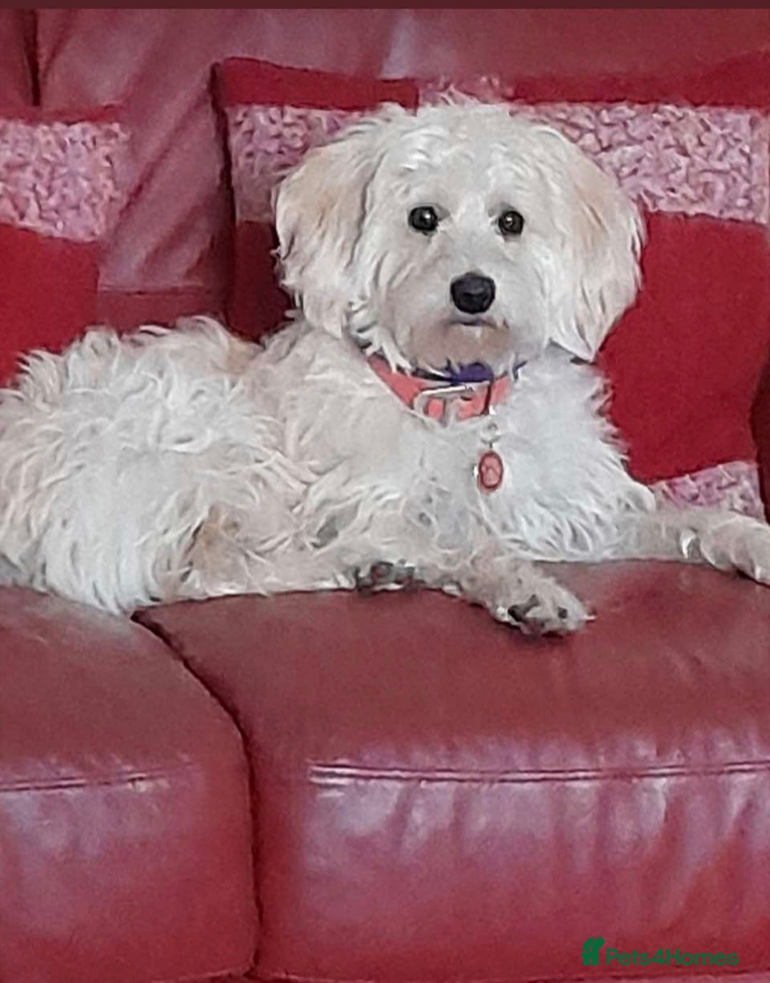 Labradoodle dogs for sale: Miniature Labradoodle’s  - Advert 1