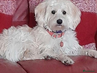 Labradoodle dogs Miniature Labradoodle’s - Advert 1