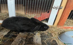 Lionhead rabbits for sale: Bunny called Hope - indoor bunny  - Image 7