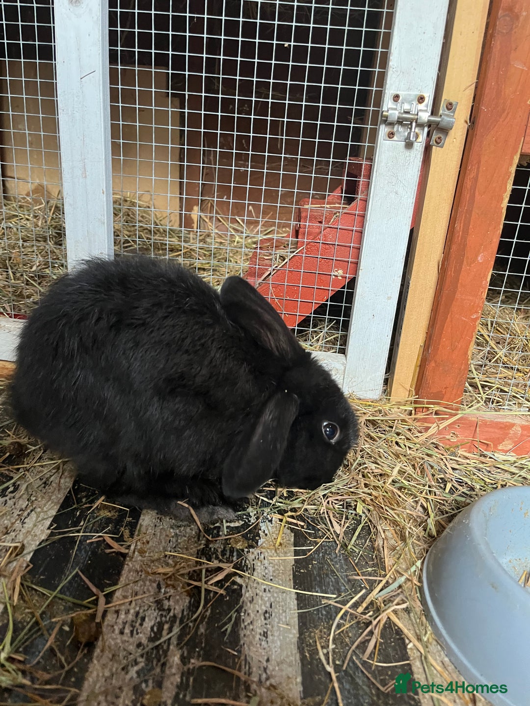Lionhead rabbits for sale: Bunny called Hope - indoor bunny  - Image 7