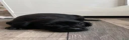 Sprocker dogs for sale: 🐶💕Beautiful Sprocker puppies for sale! 💕🐶 - Advert 2